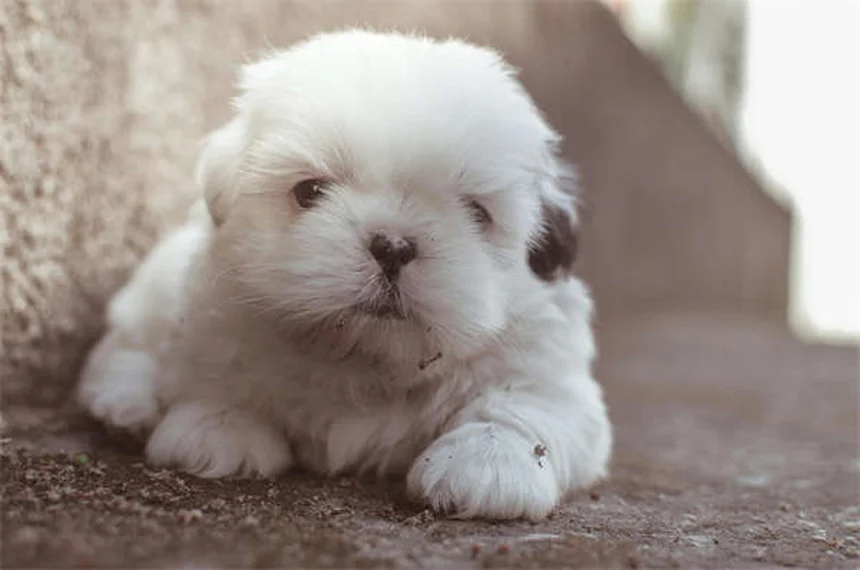 Top 10 Most Popular Dog Breeds in America (2025 AKC Rankings)