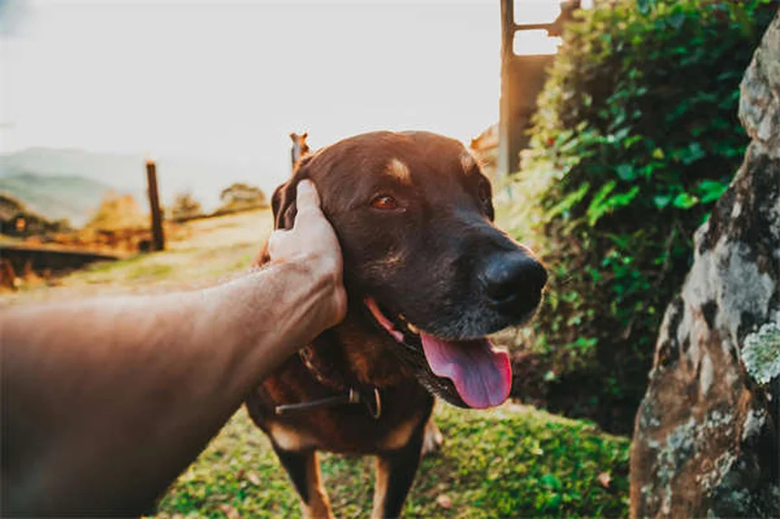 Top 10 Most Popular Dog Breeds in America (2025 AKC Rankings)