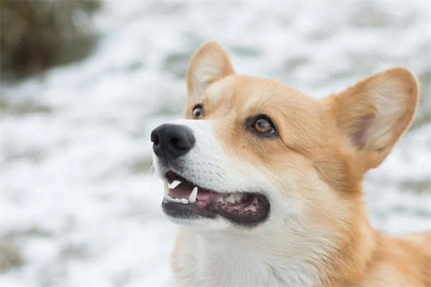 Lactated Ringer's for Pets: What Every Pet Owner Should Know