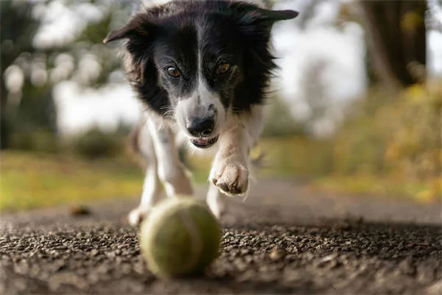 Canine Leukemia: 5 Warning Signs Every Dog Owner Must Know