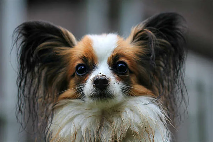Canine Leukemia: 5 Warning Signs Every Dog Owner Must Know