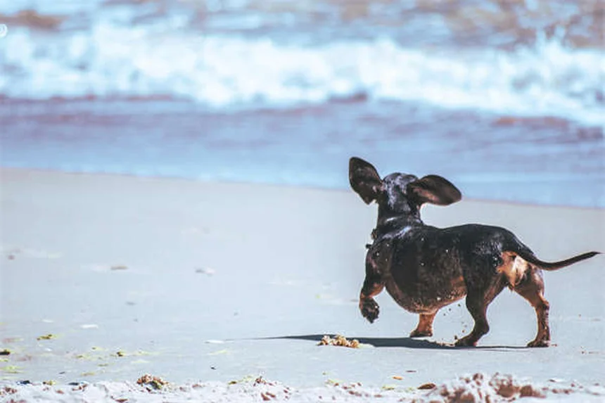 Canine Leukemia: 5 Warning Signs Every Dog Owner Must Know
