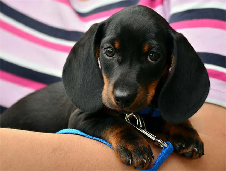 5 Signs Your Dog Is Having a Panic Attack (And How to Help)