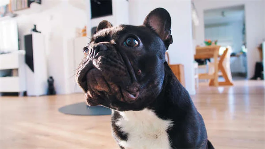 5 Signs Your Dog Is Having a Panic Attack (And How to Help)