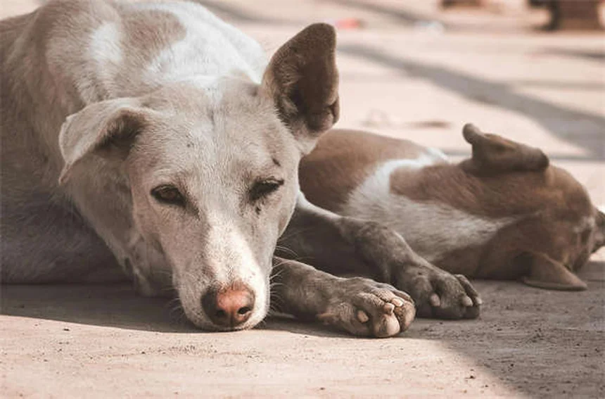 5 Signs Your Dog Is Having a Panic Attack (And How to Help)