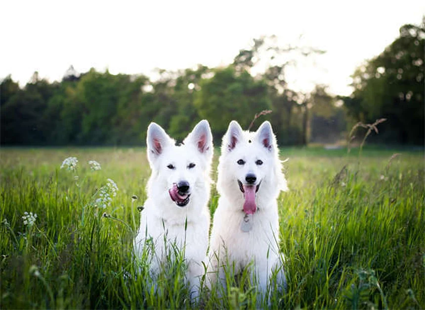 Brown Dog Tick Prevention: 5 Essential Steps to Protect Your Pet