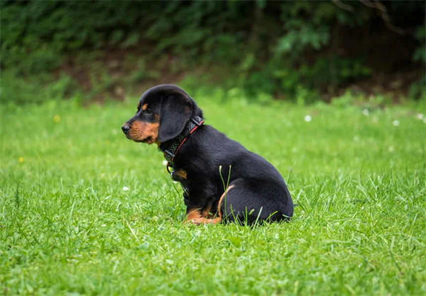 Brown Dog Tick Prevention: 5 Essential Steps to Protect Your Pet