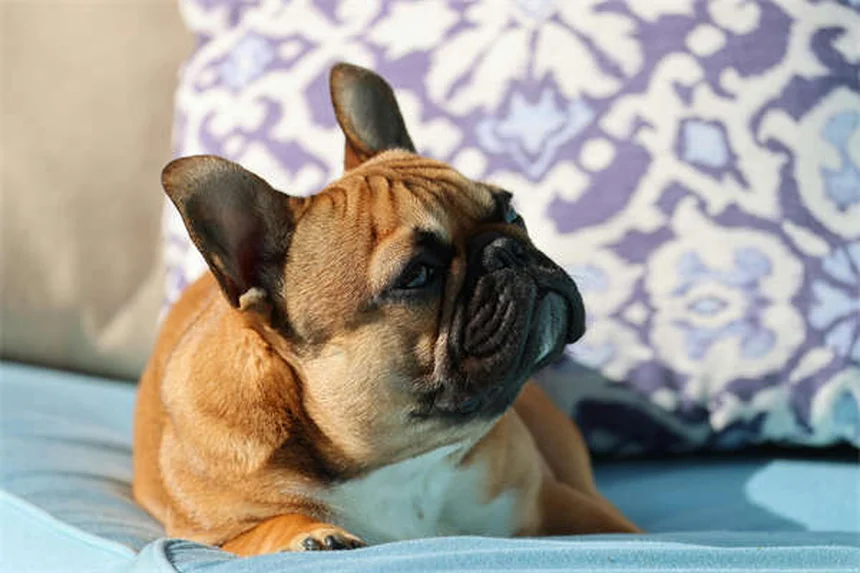 Brown Dog Tick Prevention: 5 Essential Steps to Protect Your Pet