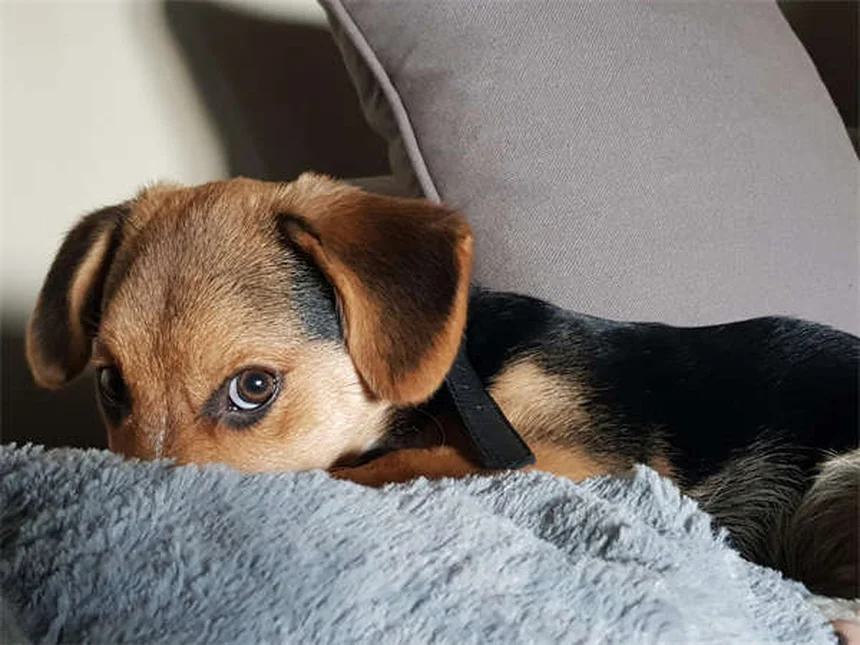 Senior Dog Care: 7 Essential Tips for Your Aging Canine Companion