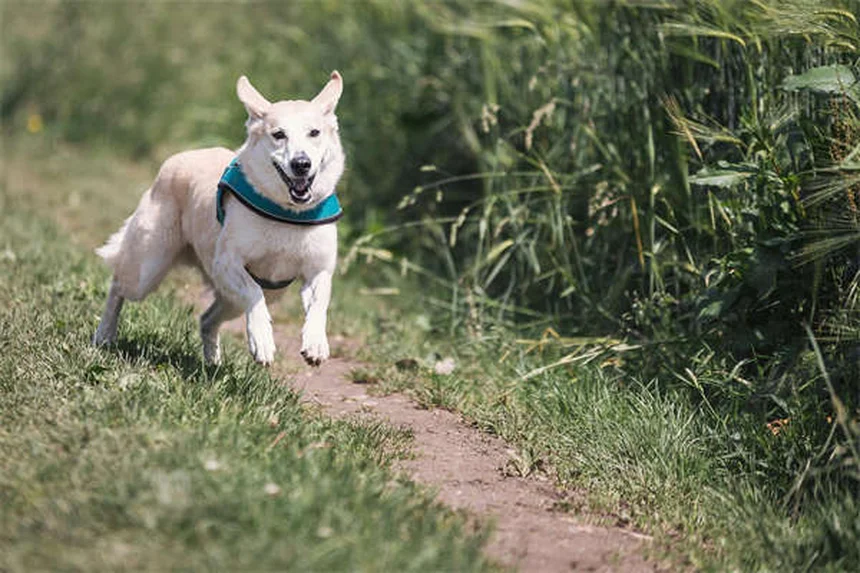 Senior Dog Care: 7 Essential Tips for Your Aging Canine Companion