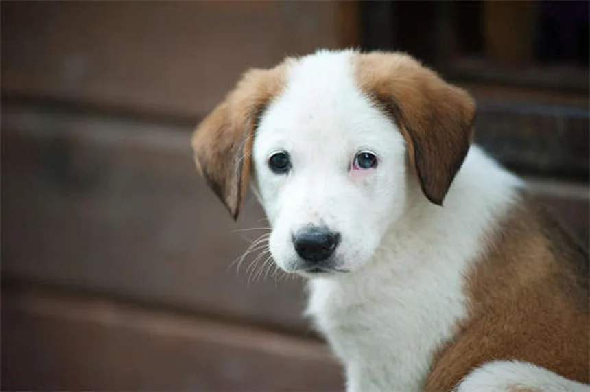 Why Is My Dog Limping? 5 Common Causes & What to Do