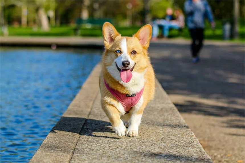 Why Is My Dog Limping? 5 Common Causes & What to Do