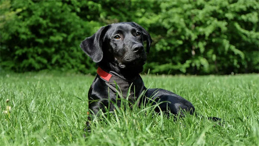 Why Is My Dog Limping? 5 Common Causes & What to Do