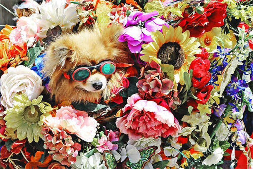 Dog Neutering: What Every Pet Owner Needs to Know