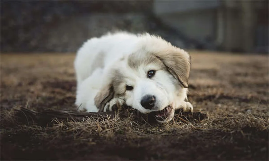 Dog Neutering: What Every Pet Owner Needs to Know