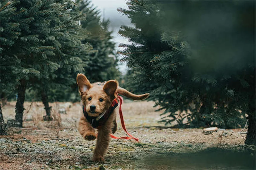 Dog Neutering: What Every Pet Owner Needs to Know