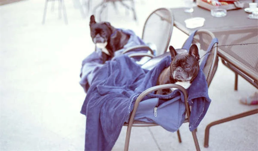 Puppy Sleep Guide: How Much Do Puppies Sleep & Best Bedtime Tips