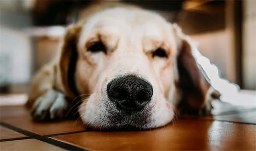 8 Best Irish Dog Breeds for Active Families (2024 Guide)