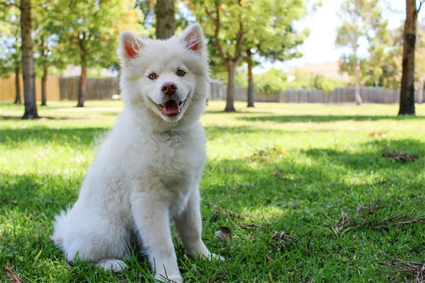 8 Best Irish Dog Breeds for Active Families (2024 Guide)