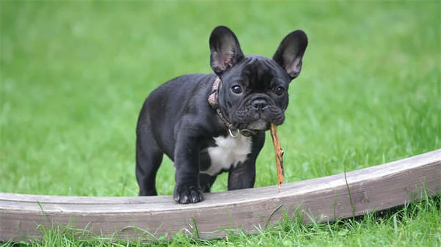 8 Best Irish Dog Breeds for Active Families (2024 Guide)