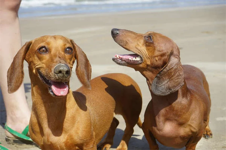 Why Does My Dog Bark So Much? 5 Common Reasons & Fixes