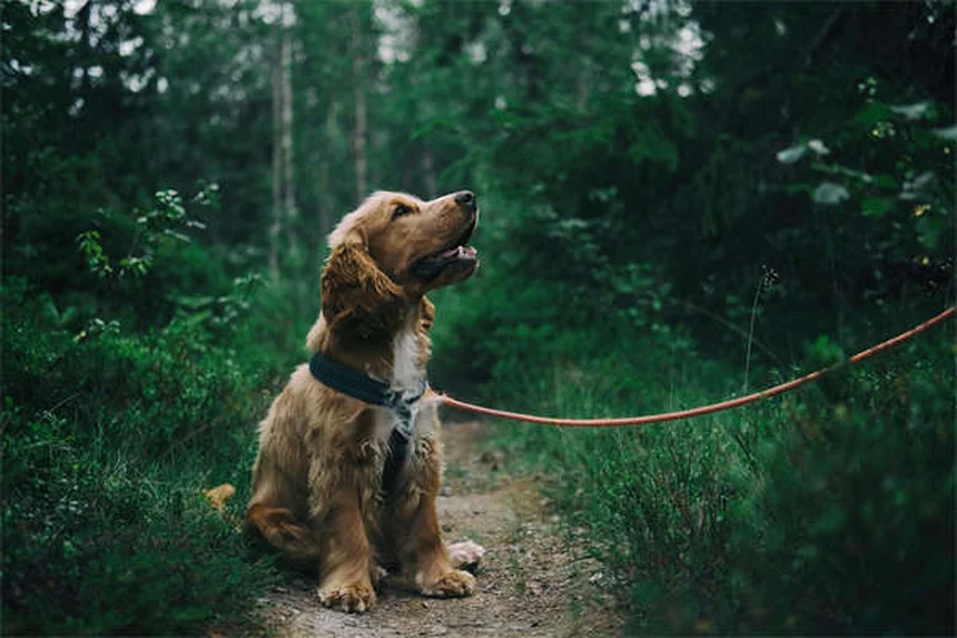 Why Does My Dog Bark So Much? 5 Common Reasons & Fixes