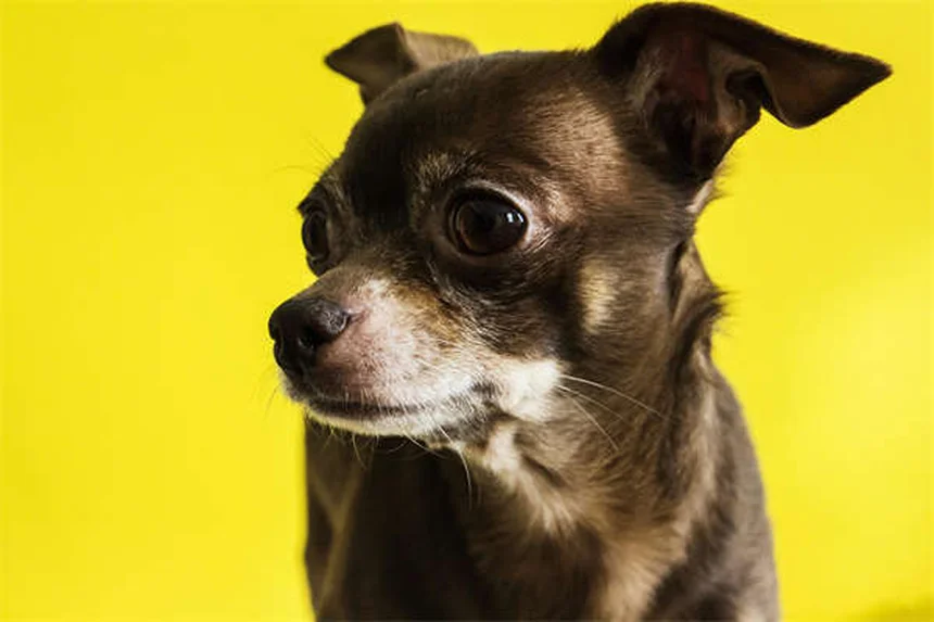 Fluconazole for Dogs: What Pet Owners Need to Know About This Antifungal