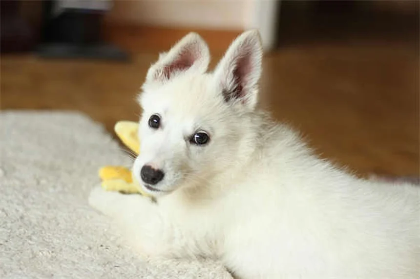 Soft Tissue Sarcoma in Dogs: Symptoms, Treatment & Prognosis